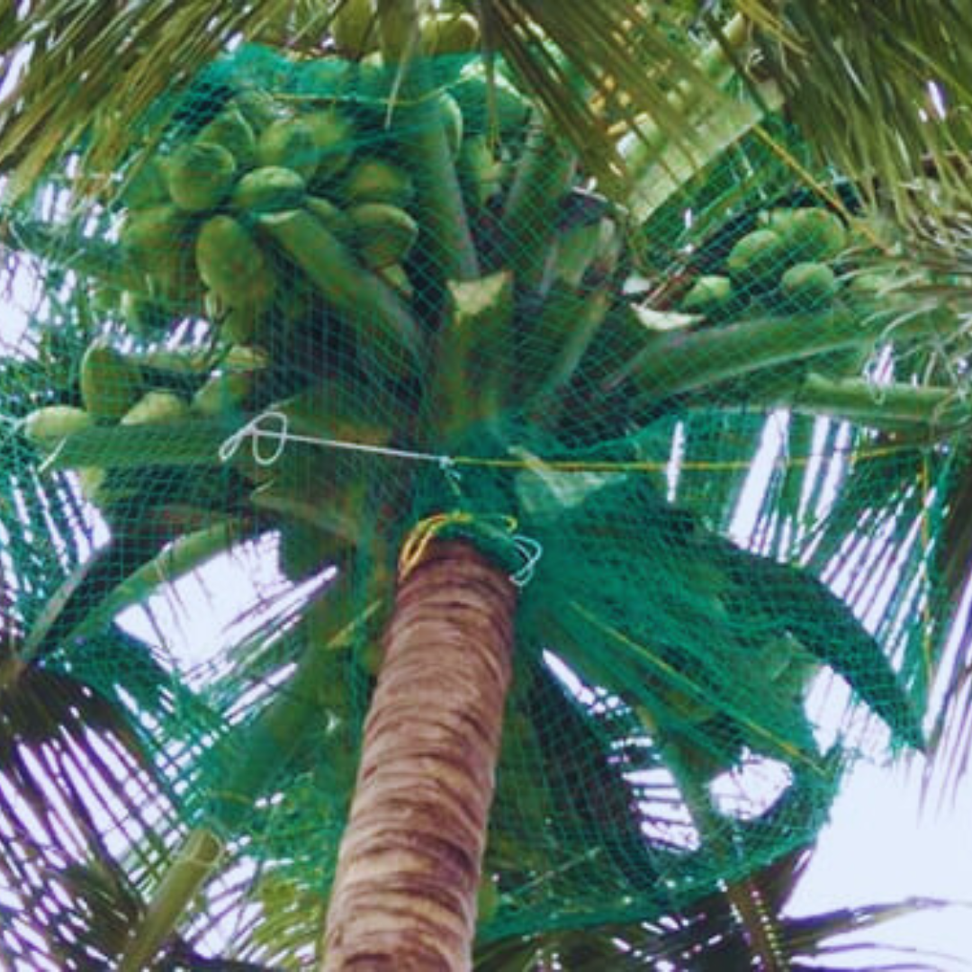 COCONUT TREE NETS