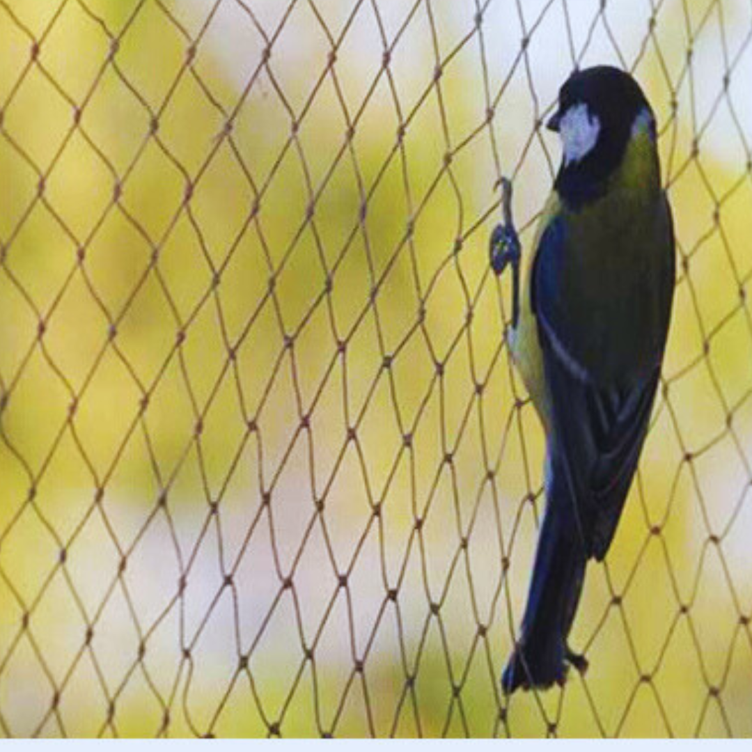 SPARROW PROTECTION NETS