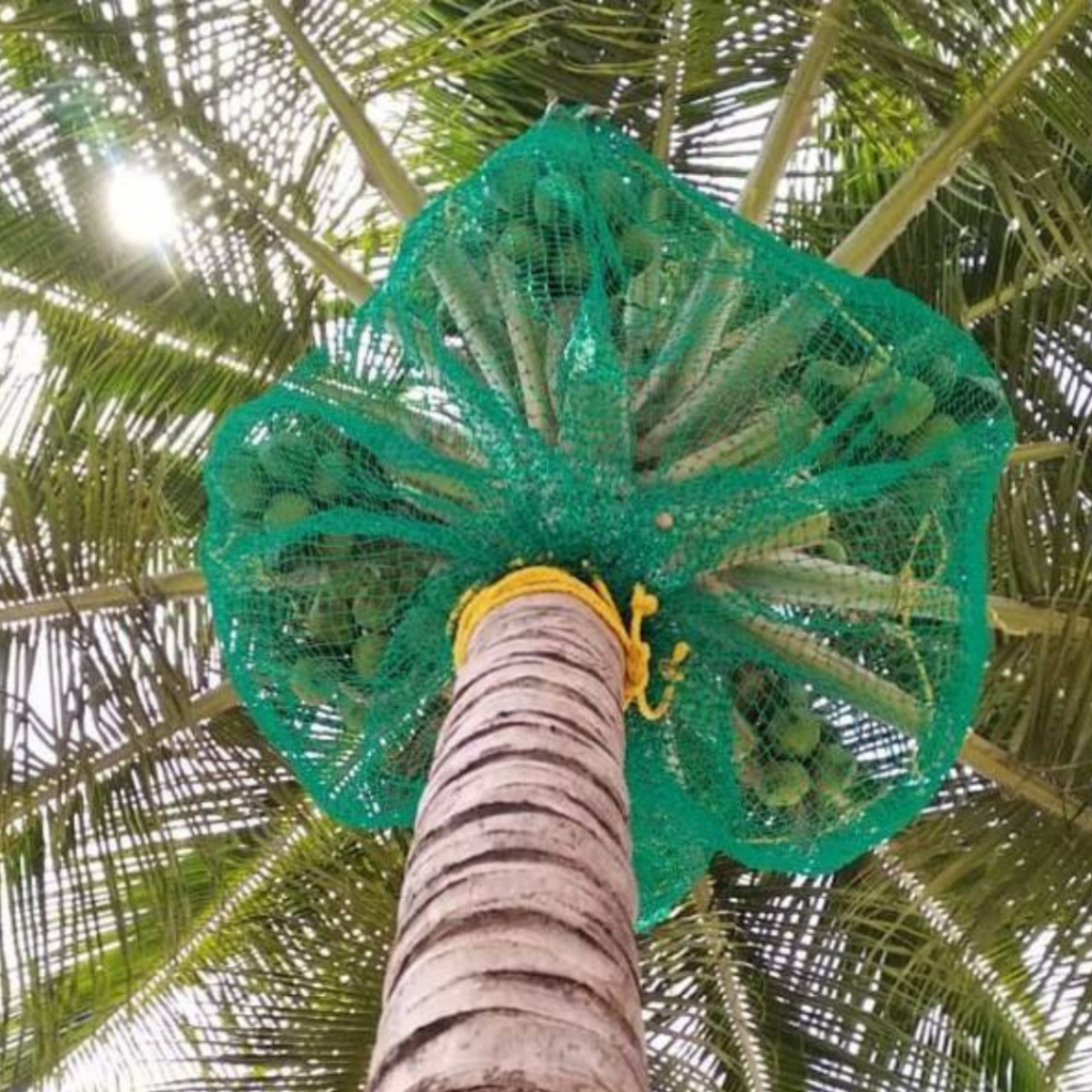 Coconut tree safety nets