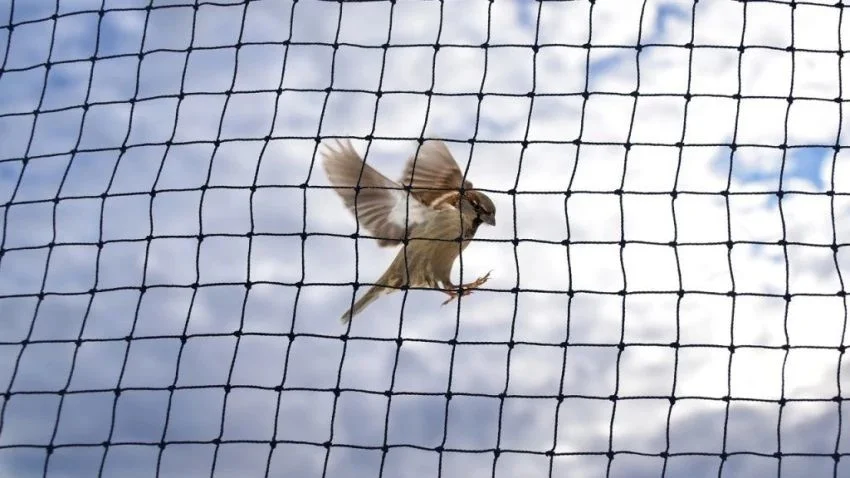 Sparrow protection nets in hyderabad