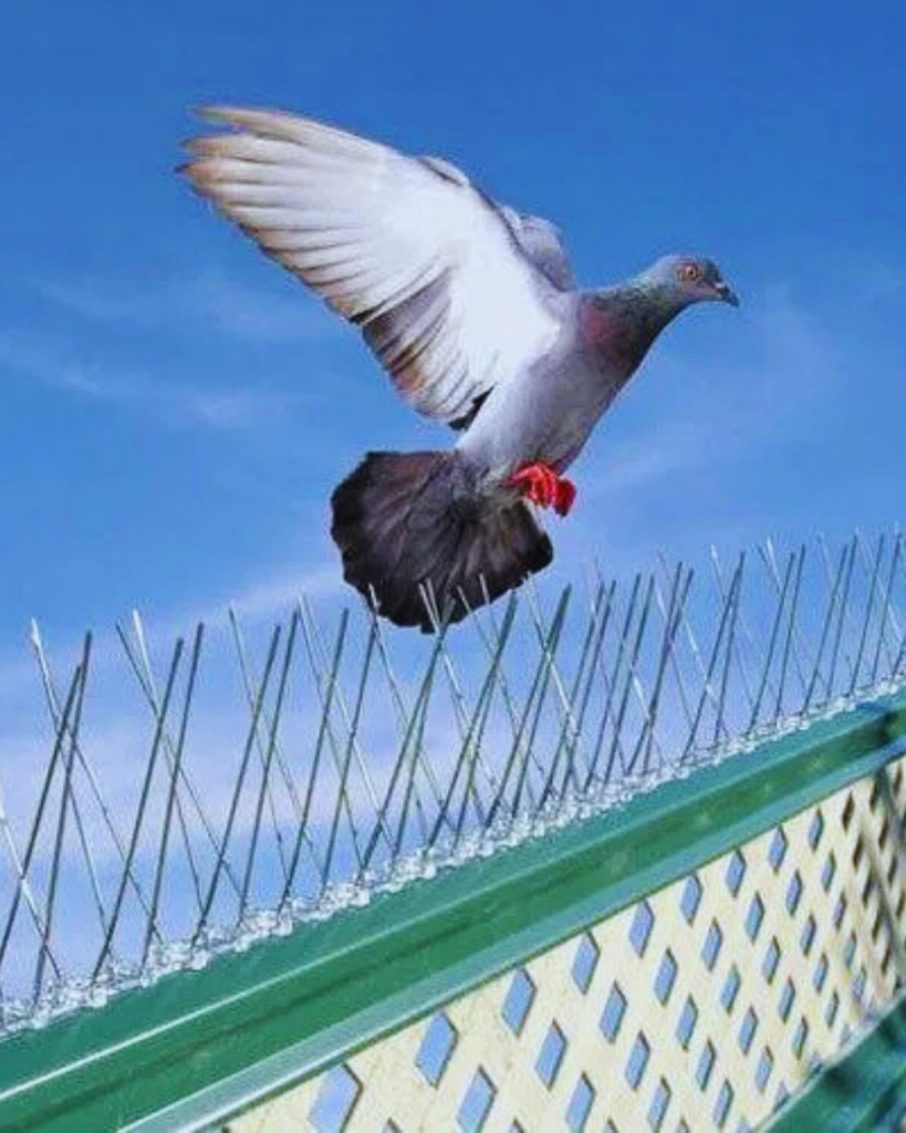 Bird spikes installation for balconies in Hyderabad